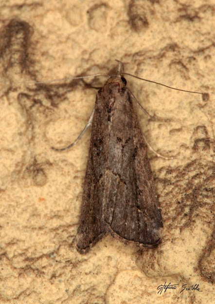 Erebidae - Schrankia costaestrigalis